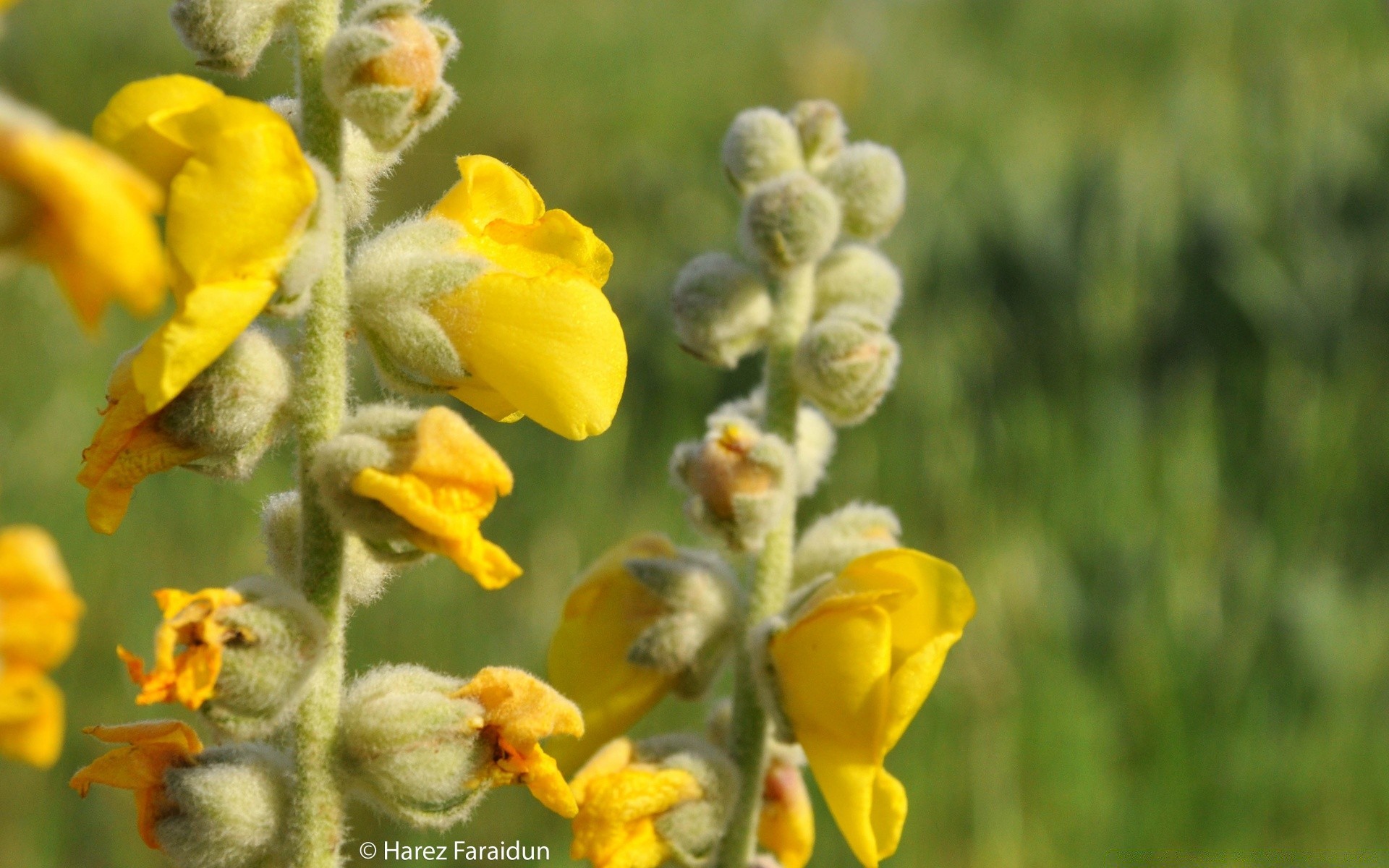 kwiaty kwiat natura flora na zewnątrz liść lato wzrost pole kwiatowy bluming dziki ogród