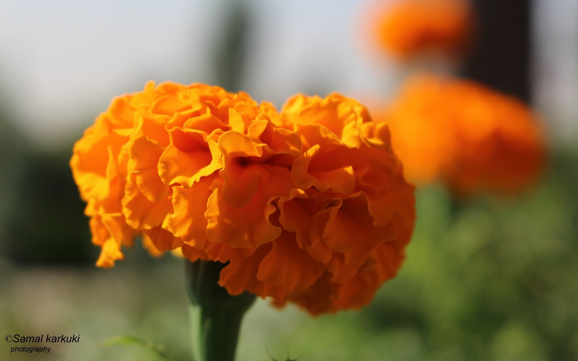 花 自然 叶 花 户外 植物群 夏天 明亮 好天气 生长 模糊