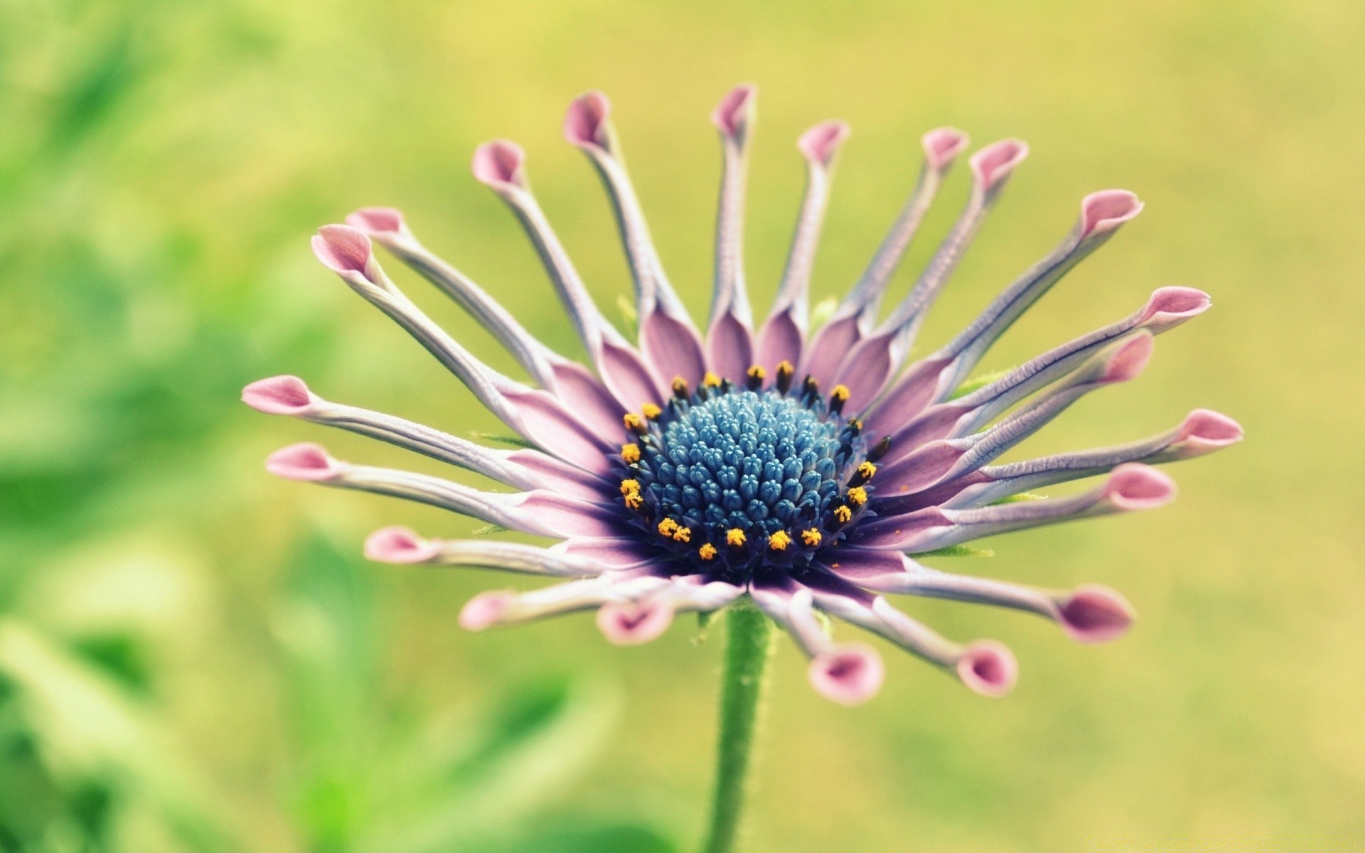 flowers nature flower flora summer color bright close-up beautiful garden floral petal outdoors leaf desktop hayfield blooming grass field