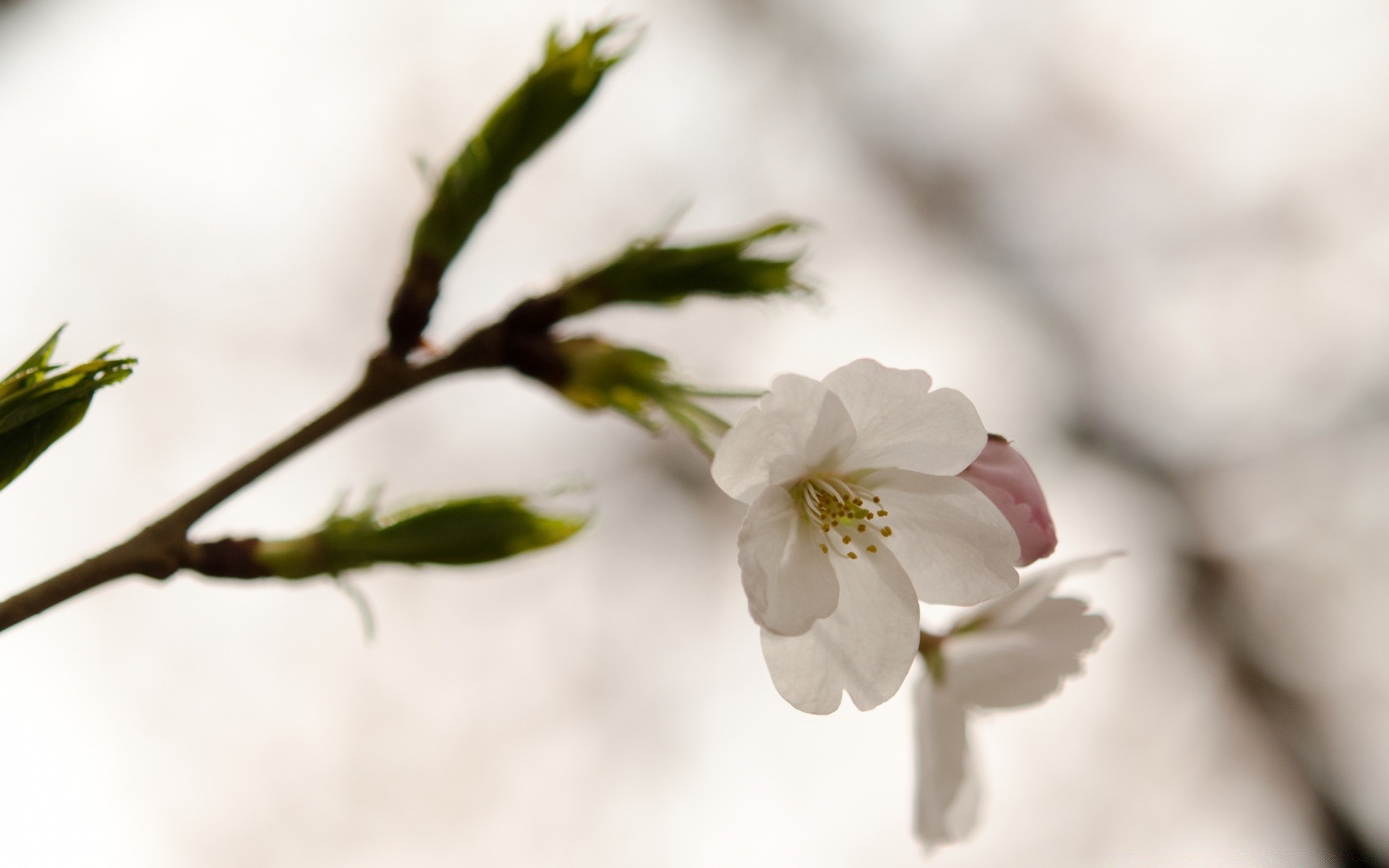 flowers flower nature blur leaf tree branch cherry apple flora bud delicate garden dof outdoors growth petal fair weather blooming