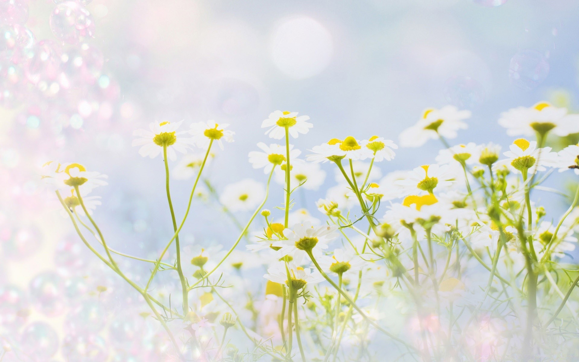 fleurs fleur été foin flore champ nature herbe croissance soleil bureau saison beau temps jardin couleur pelouse marguerites rural gros plan floral ensoleillé