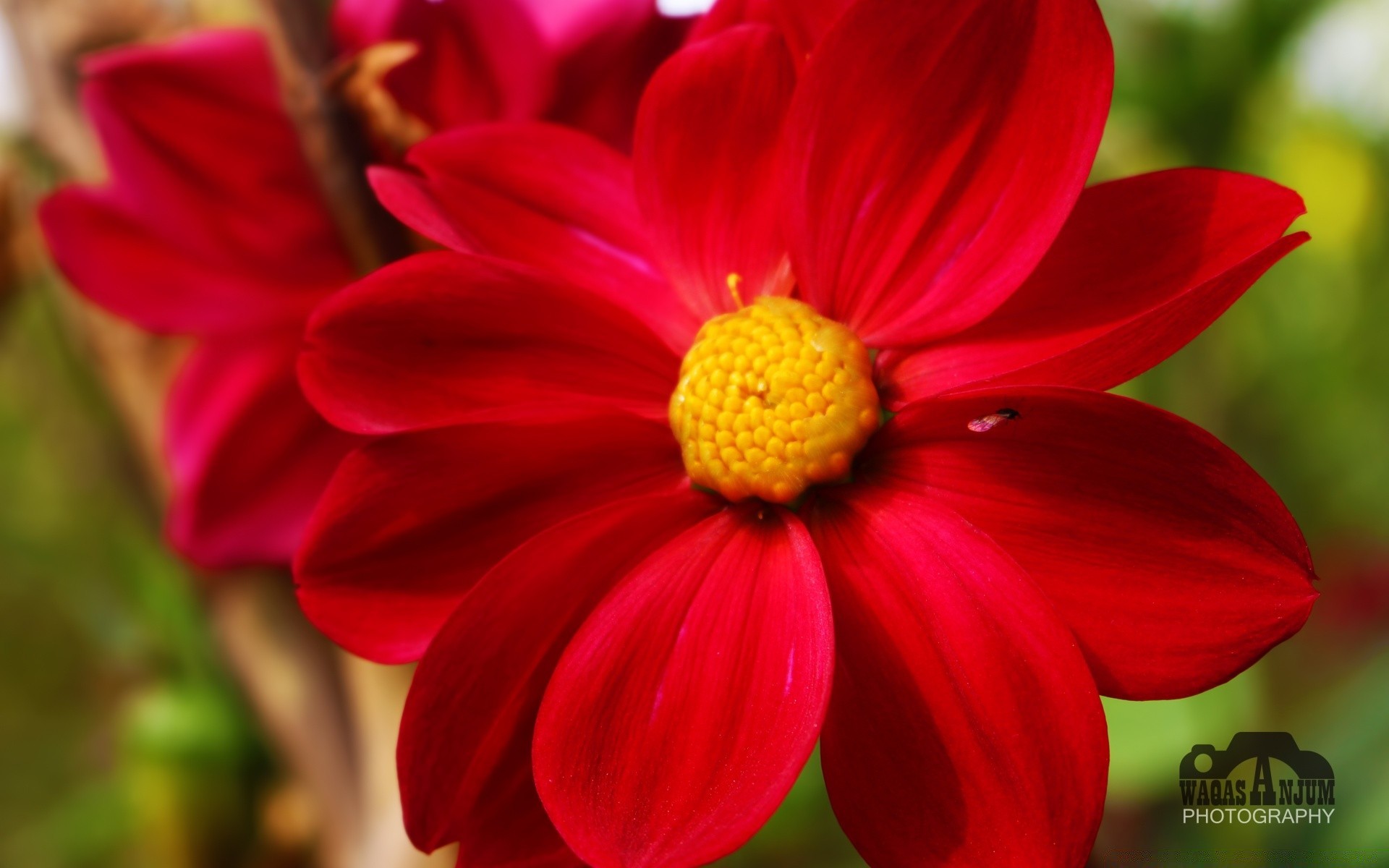 flowers nature flora flower summer garden bright leaf color growth season petal outdoors close-up blooming