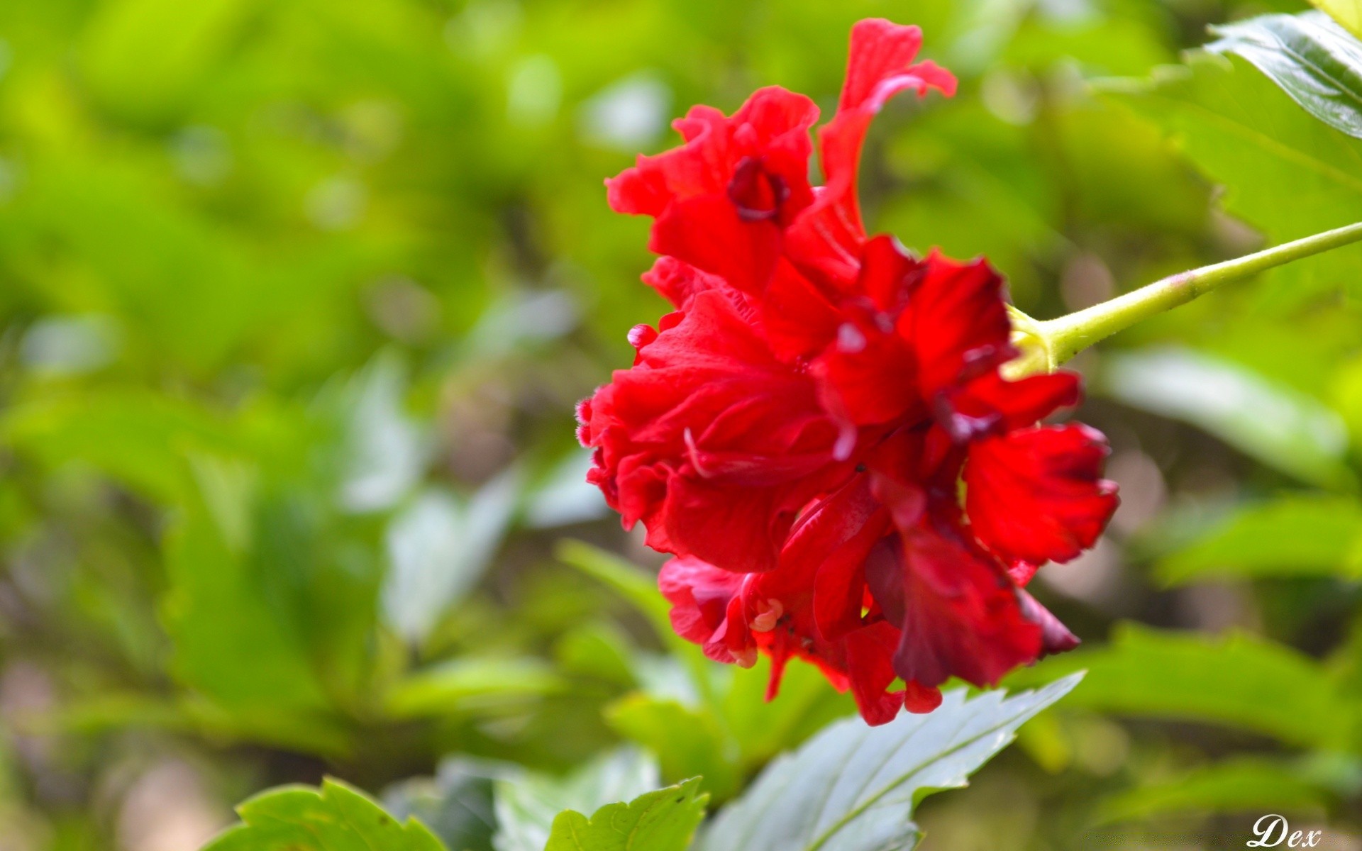 花 自然 叶 植物群 花园 夏天 花 户外 特写 生长 开花 颜色 树 热带 花卉 明亮 美丽 季节 公园 花瓣