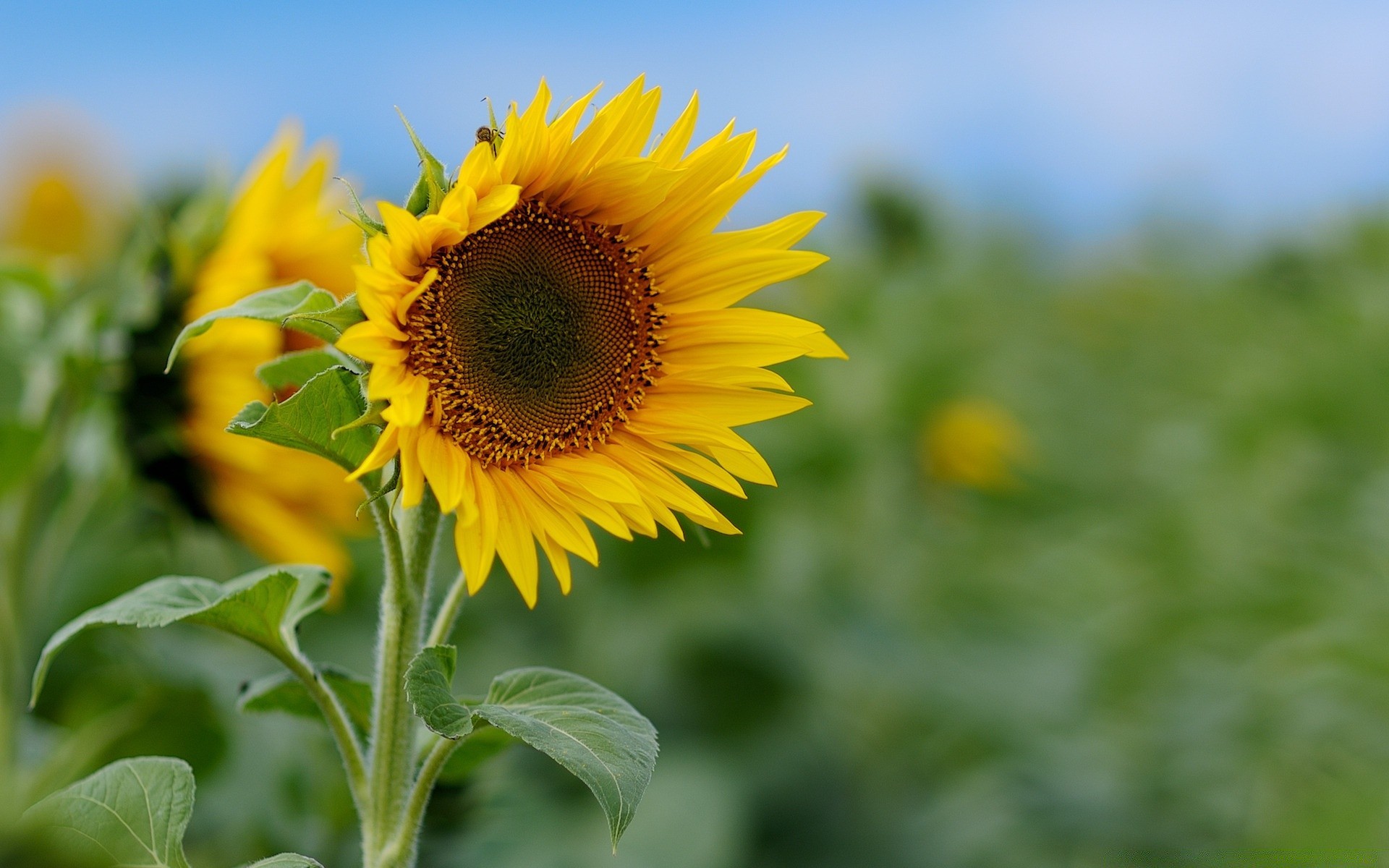 fiori natura estate flora foglia girasole fiore campo crescita luminoso bel tempo sole rurale soleggiato giardino all aperto