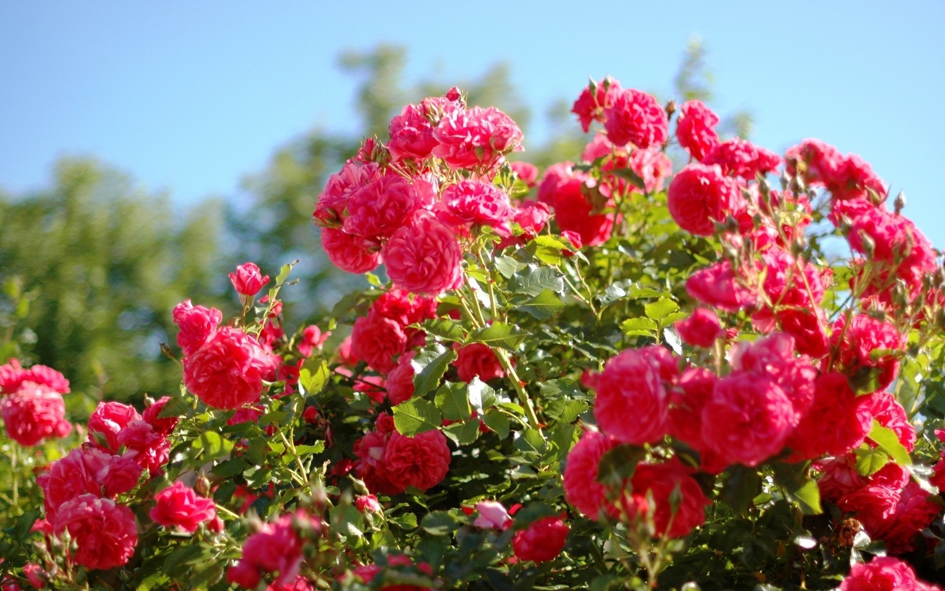 fiori giardino natura fiore estate flora fiore foglia floreale petalo luminoso stagione arbusto campo all aperto colore soleggiato bella crescita ramo