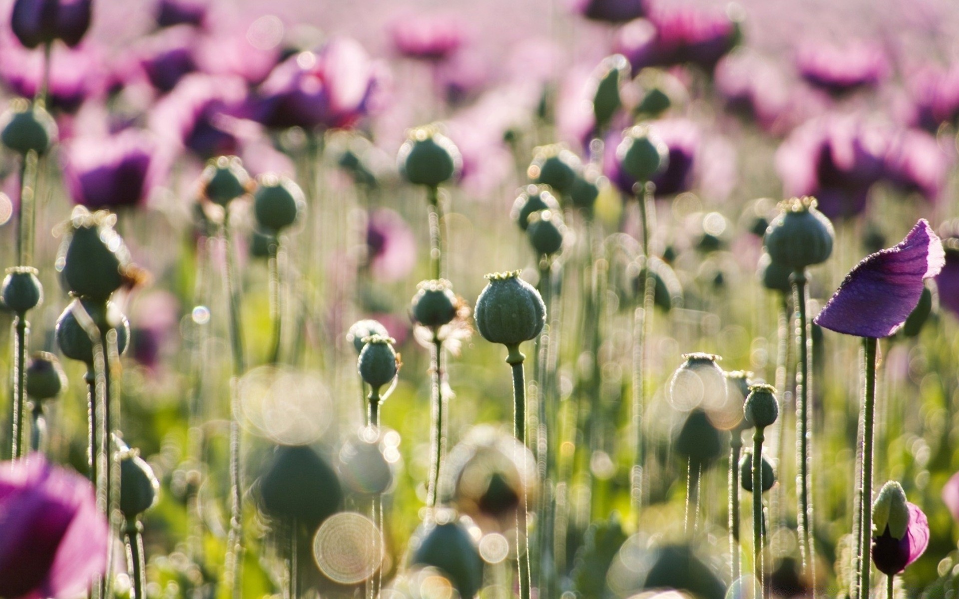 flowers flower nature field flora summer garden bright grass color floral leaf hayfield outdoors blooming rural fair weather season growth petal