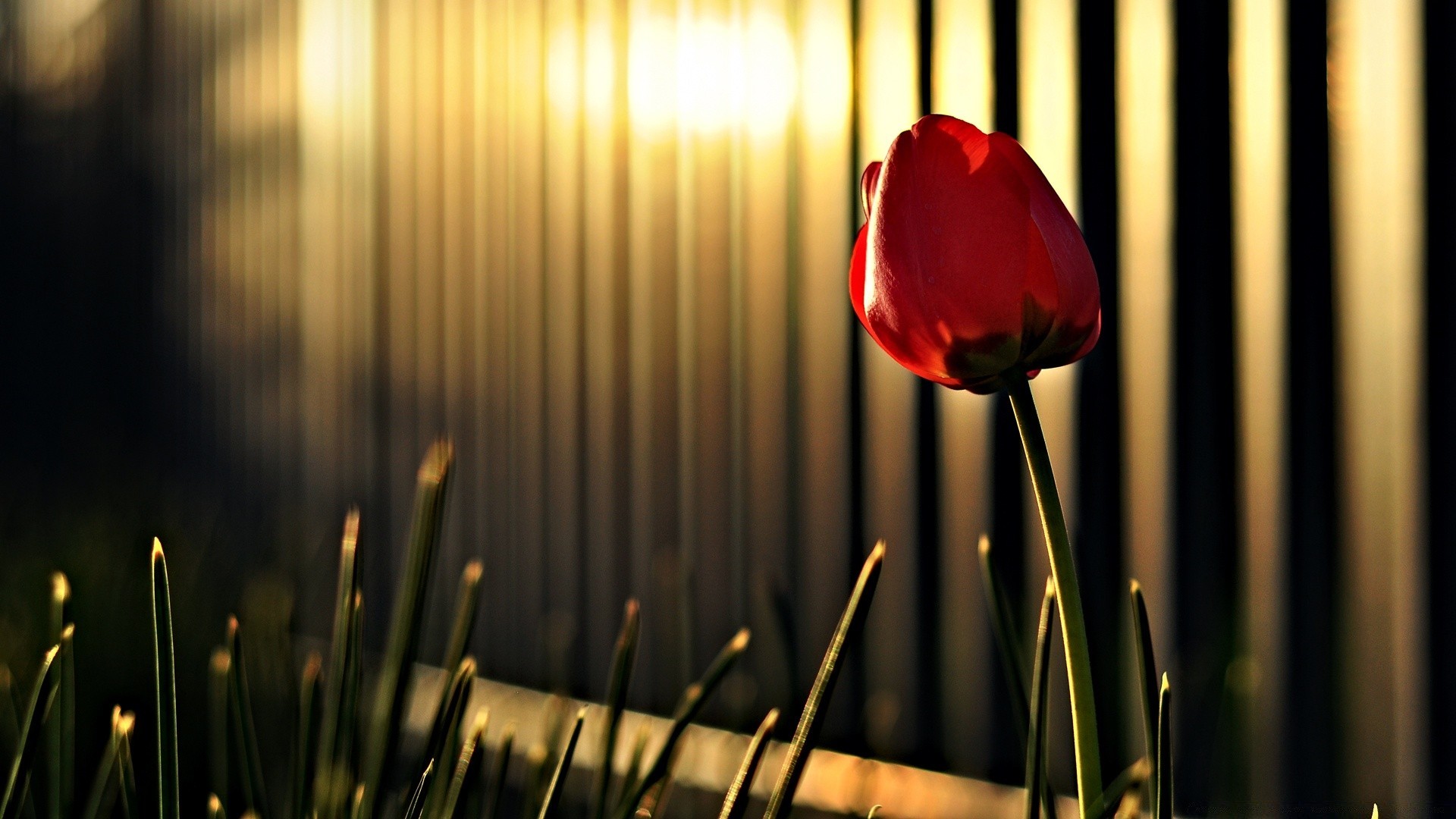 flowers blur light flower nature flame