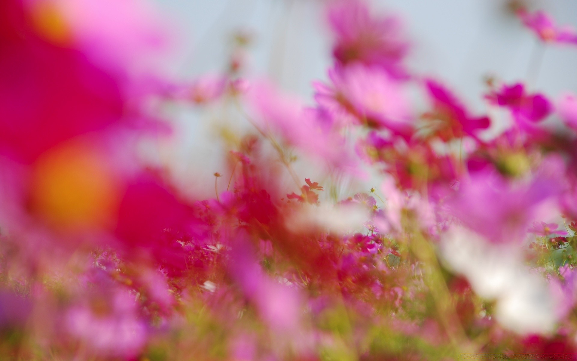 flowers nature flower color flora bright garden summer beautiful floral vibrant season close-up desktop leaf blooming sun field petal fair weather decoration