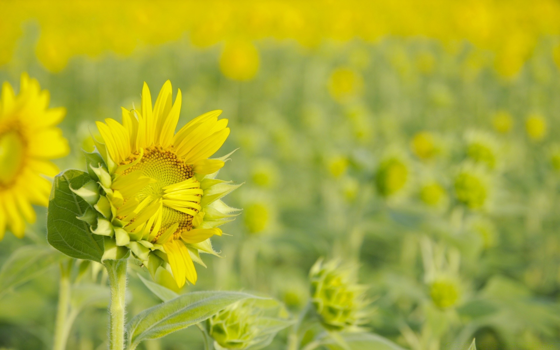 fleurs nature champ été flore fleur rural croissance foin feuille lumineux floral beau temps tournesol ensoleillé bluming agriculture saison en plein air pétale