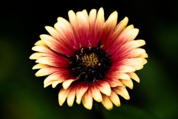 Bellissimo fiore estivo in natura