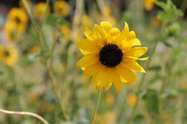 Fleur jaune sur fond flou