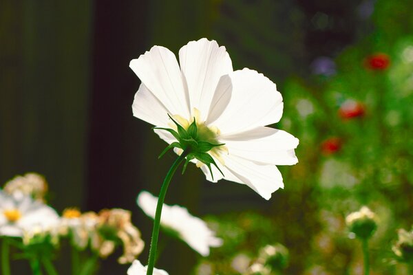 A summer day and a flower in a flower bed