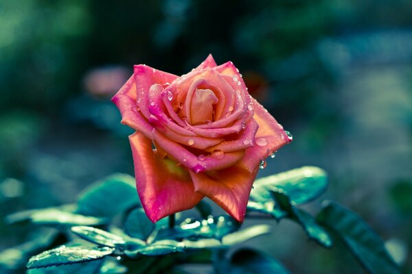 Rosa roja símbolo de tristeza