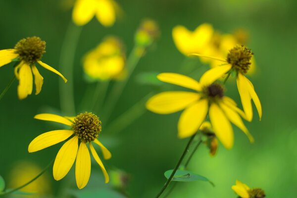 Yellow flowers reach for the sun