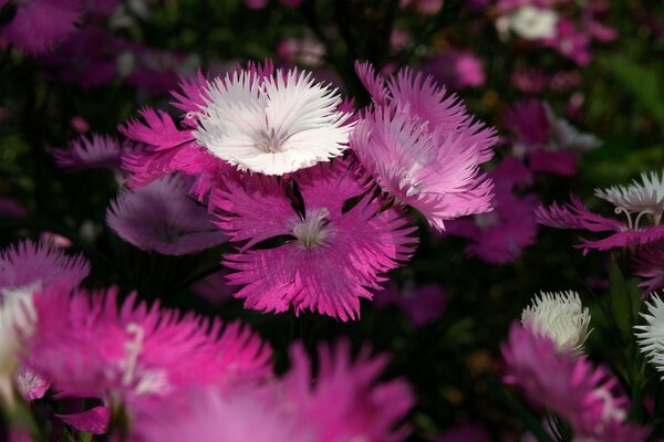 Natureza Melhor Artista Para Flores