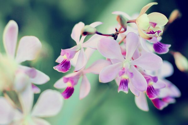 Les orchidées du marais n ont pas encore fleuri, Monsieur.