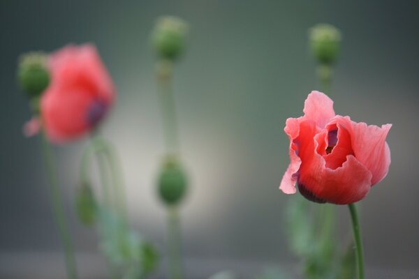 An unusual pink flower on the right on the same blurry background