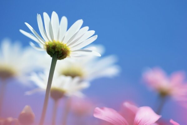 Marguerites roses et blanches sur fond de ciel bleu