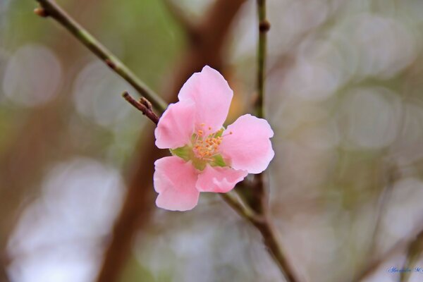 Fleur rose sur la branche bouchent