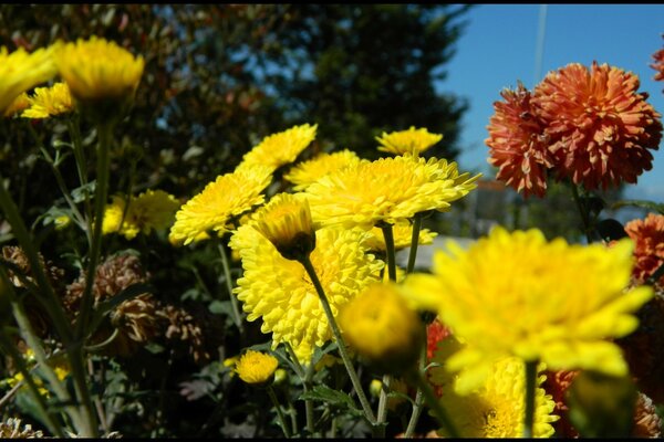 A flowerbed of different flowers on a clear day