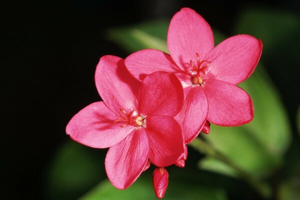 Rosafarbene Gartenblume