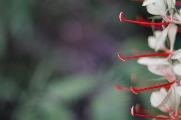 Stamens of white flowers with highlights