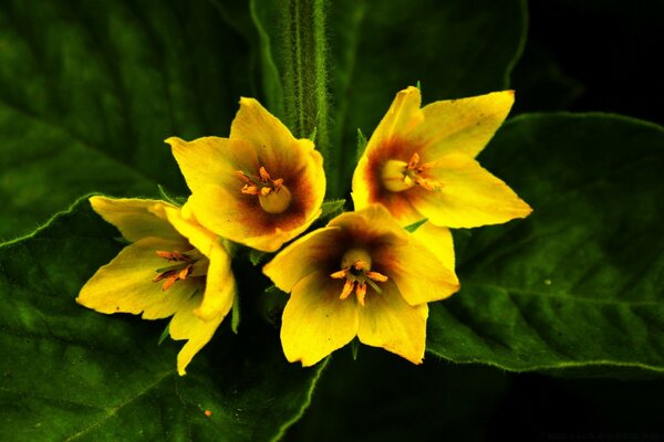 Fleurs jaunes avec de grandes feuilles