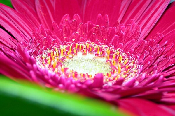 Macro photography of a pink large flower