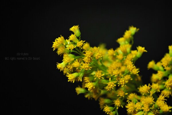 Frühlingserwachen der Mimose auf schwarzem Hintergrund