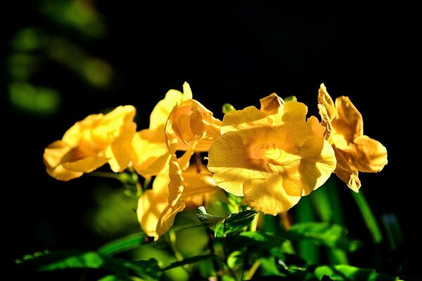 Garden flowers with yellow buds and green stems