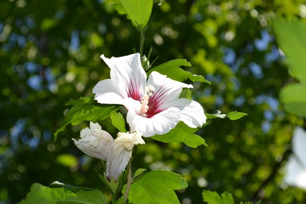 Klasyczny kwiat biało-różowy hibiskus
