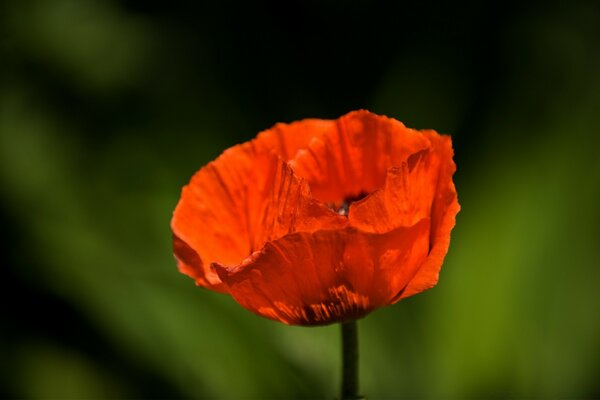 A lonely red poppy in the field