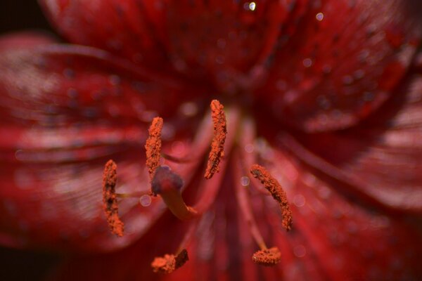 Fleur rouge gros plan