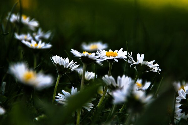 Beaucoup de marguerites et le fond est flou