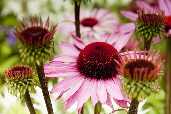 Saftige, helle Frühlingsblumen im Garten