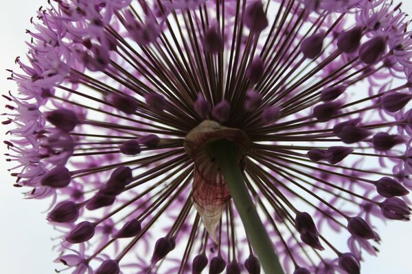 Flor púrpura como una bola sobre un fondo blanco