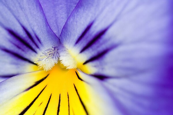 Macro photography of the flower. The pistils of the stamens are visible