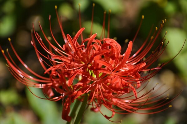 Macroscópica de una inusual flor roja