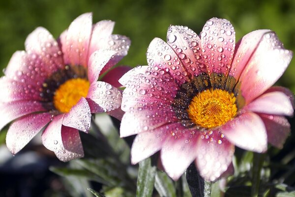 露水中的一朵花落在花园里