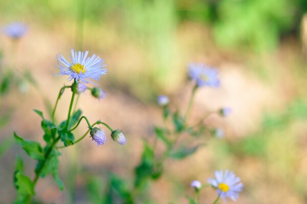 синие полевые цветы природа загрузить