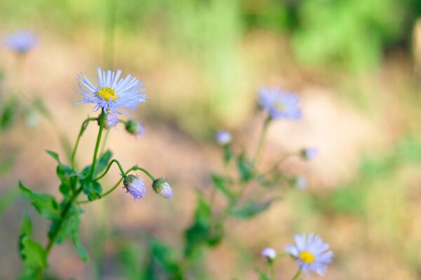 Photographie floue de fleurs sauvages