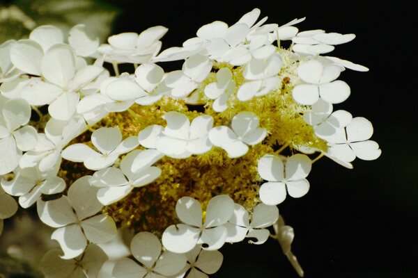 ليالي بيضاء ، زهور بيضاء