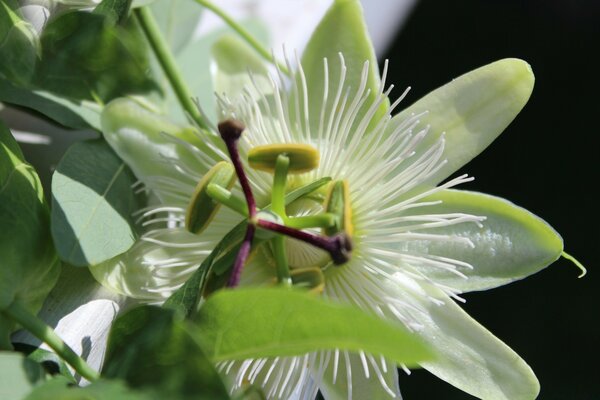 Uma flor interessante e incomum na estufa