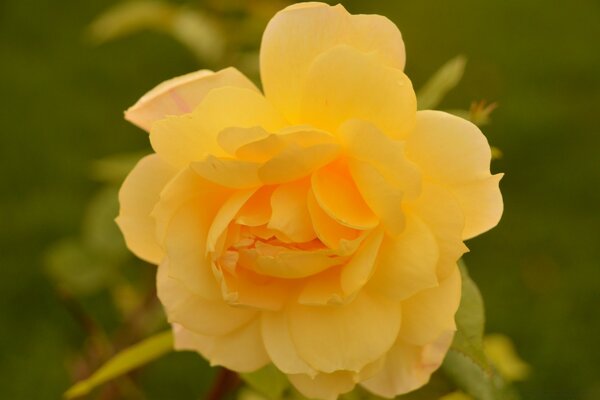 A yellow flower in nature on a green background