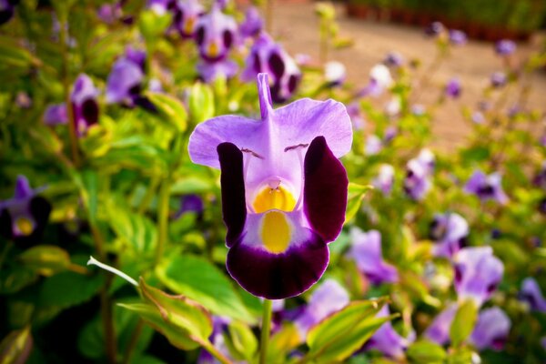 Iris púrpura temprano en la mañana