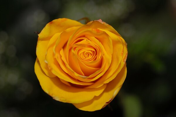 Rose jaune gros plan