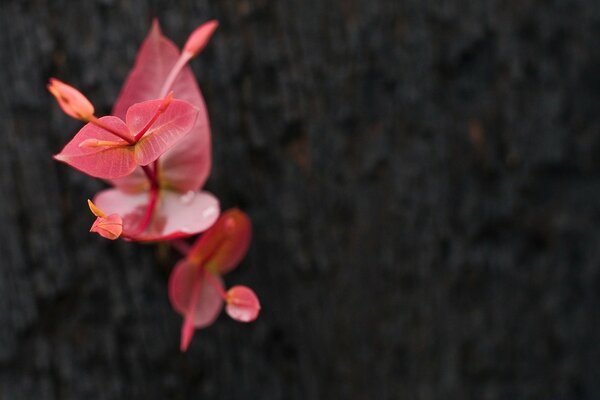 Tender juicy twig with petals and buds