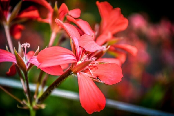 Neochnaya rote Blume im Garten