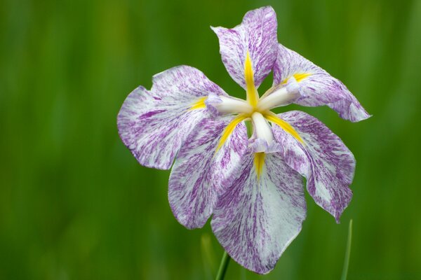 Variegated irises of delicate colors with a bright middle