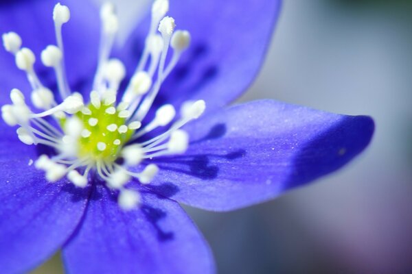 Leuchtend blaue Blume mit weißen Staubblättern